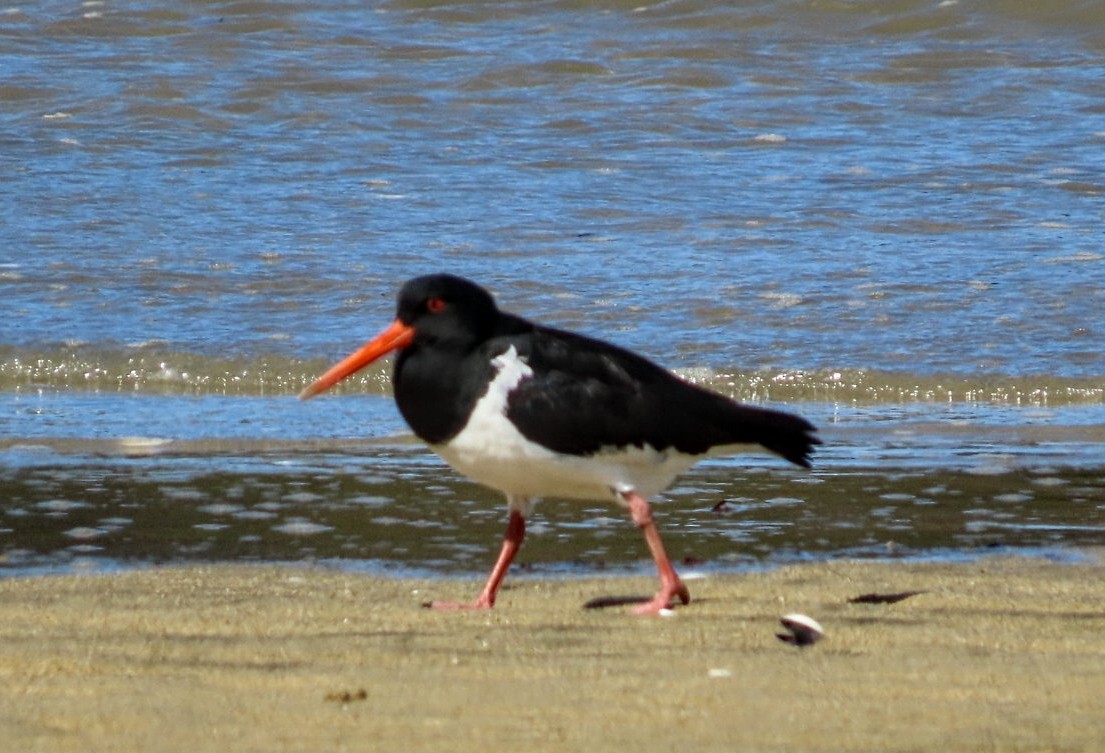 South Island Oystercatcher - ML500651741