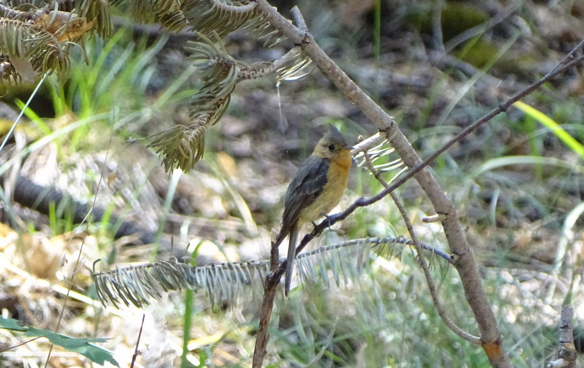 Tufted Flycatcher - ML500652501