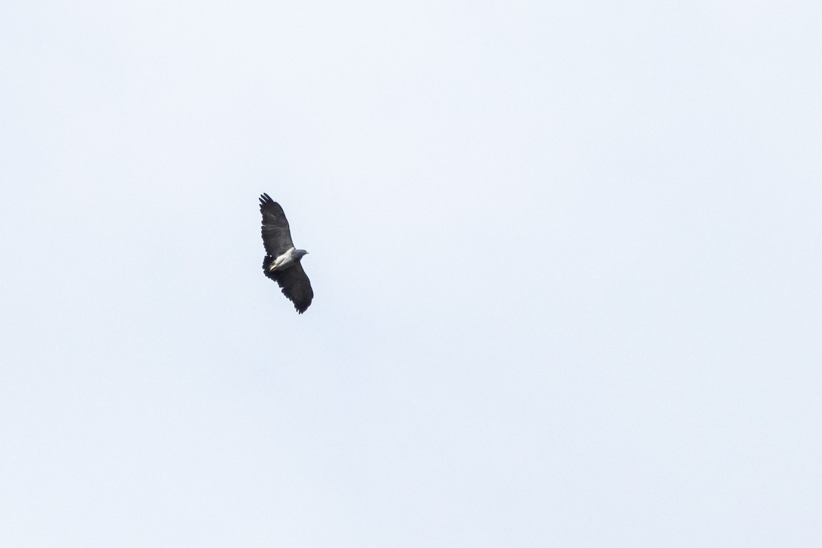 Black-chested Buzzard-Eagle - John  Bernal