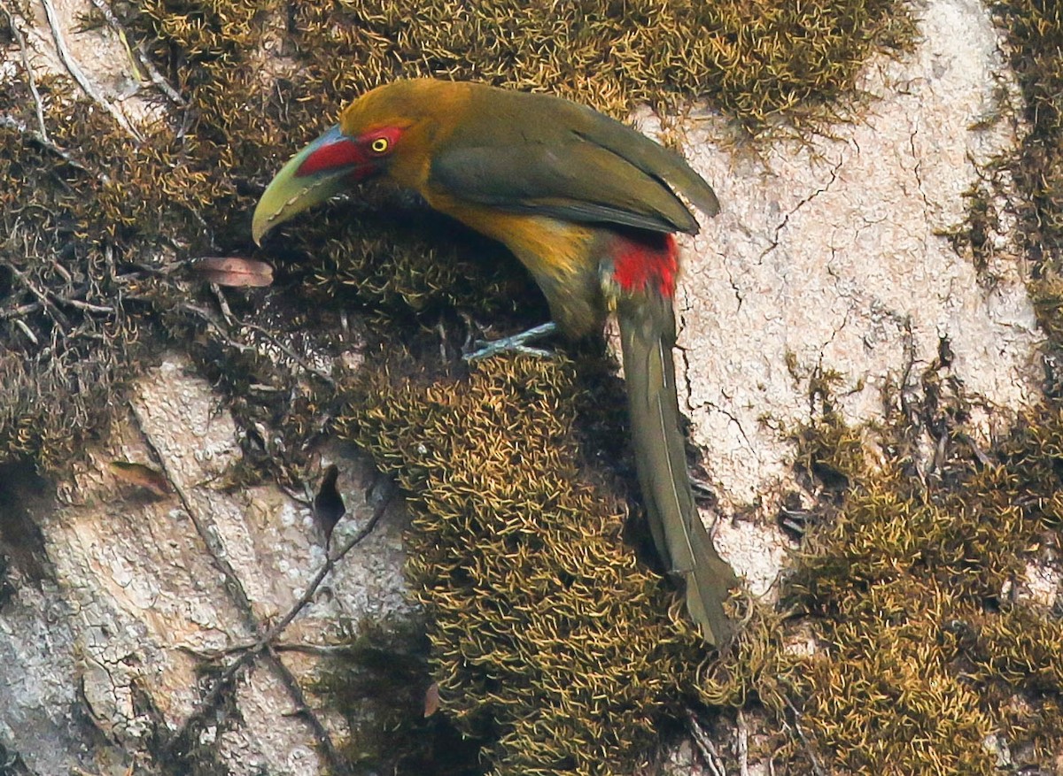 Saffron Toucanet - ML500653261