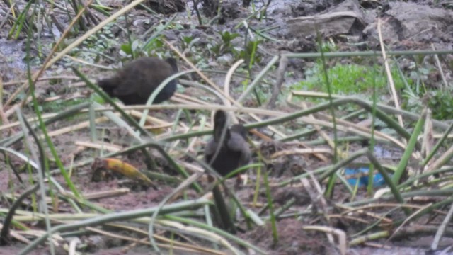 Plumbeous Rail - ML500654531