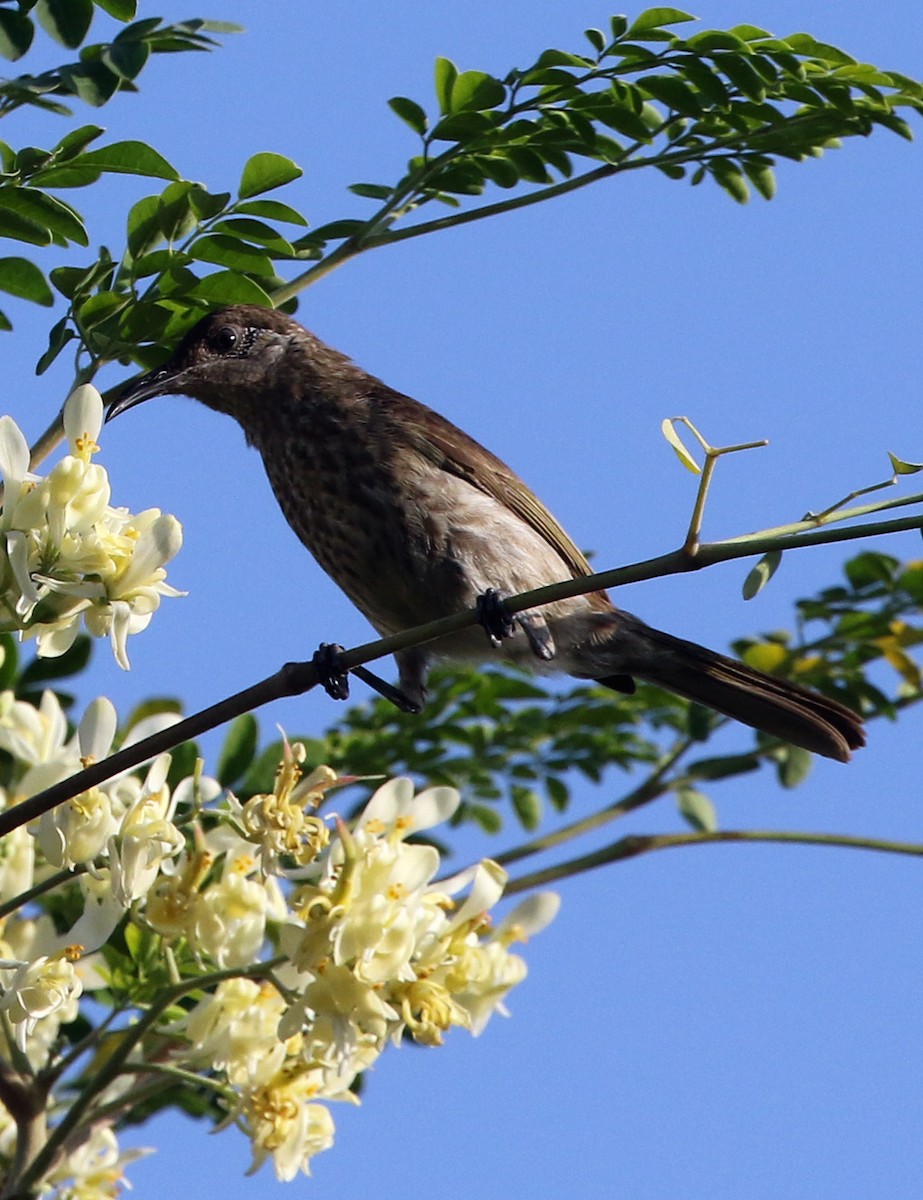 Silver-eared Honeyeater - ML500655201