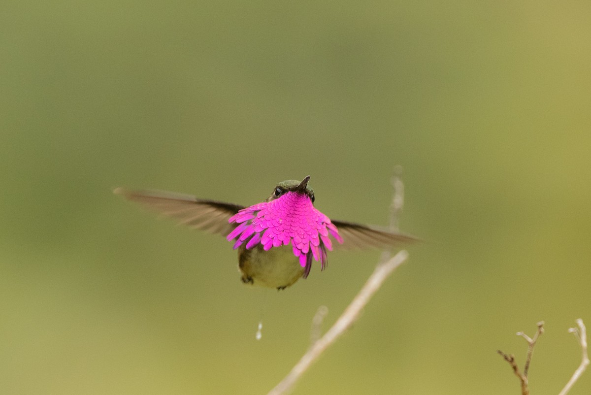 Wine-throated Hummingbird - ML500655331