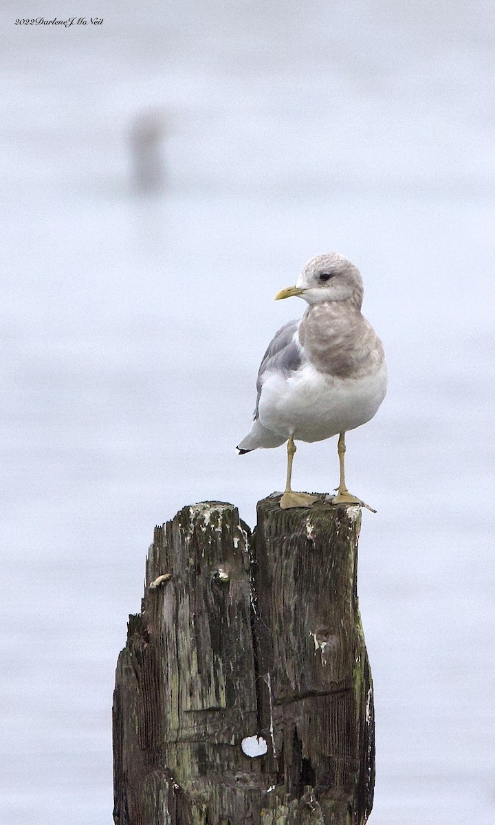 Short-billed Gull - ML500656581