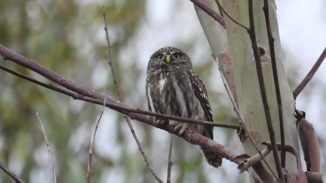Peruvian Pygmy-Owl - ML500656671