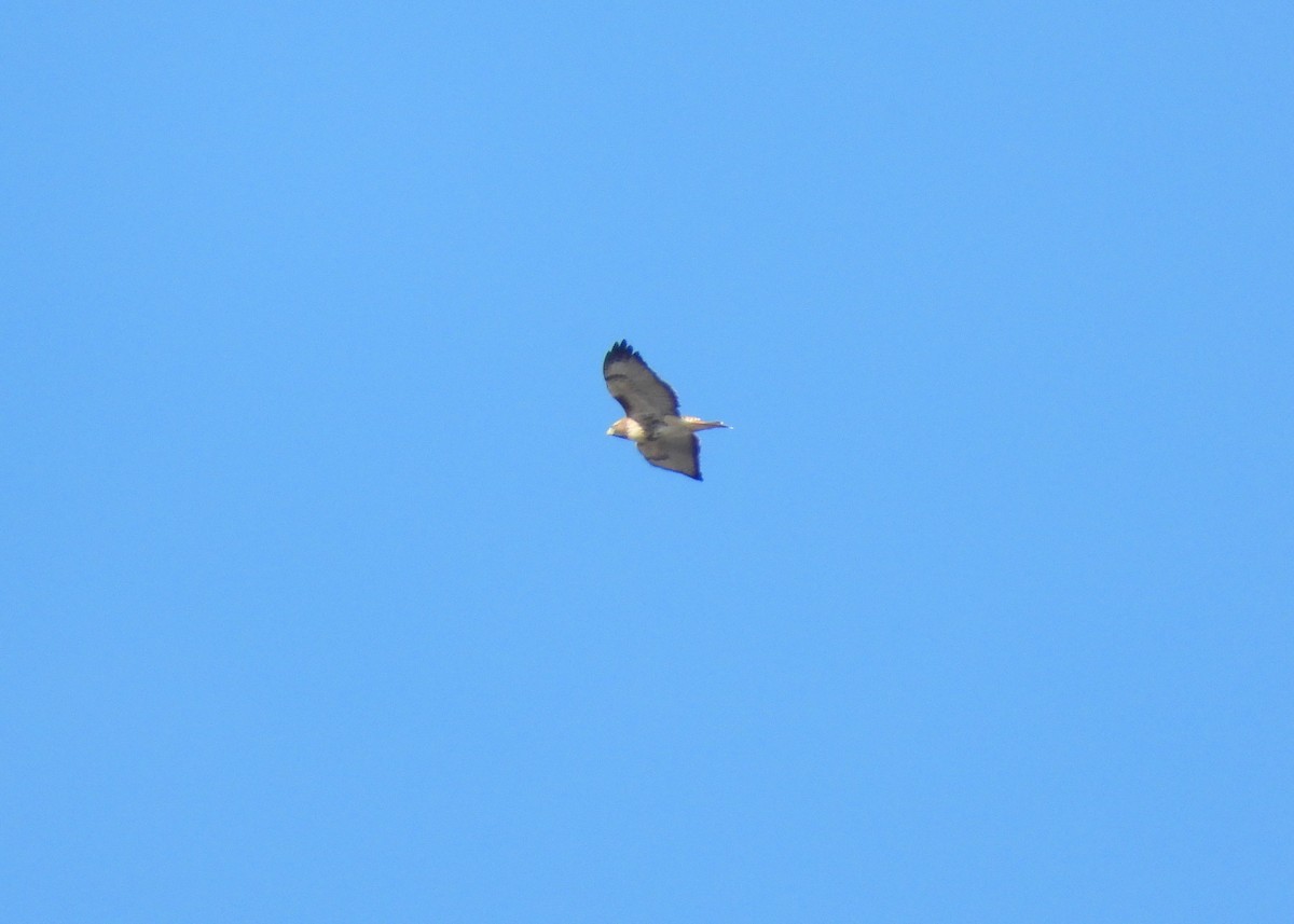 Red-tailed Hawk - ML500658521