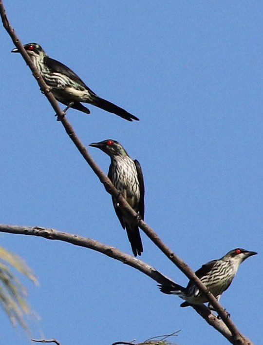 Metallic Starling - ML500658651