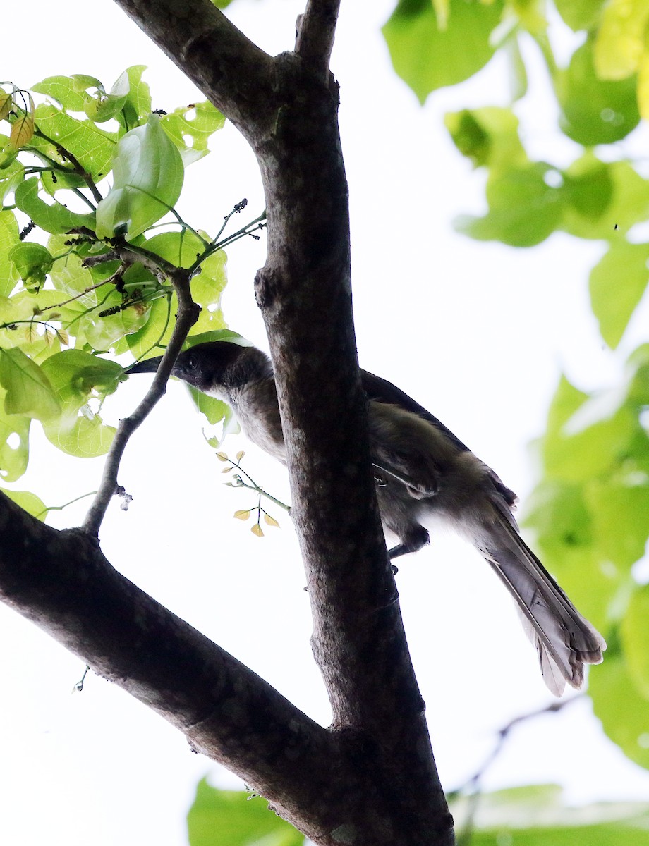 New Britain Friarbird - ML500659611