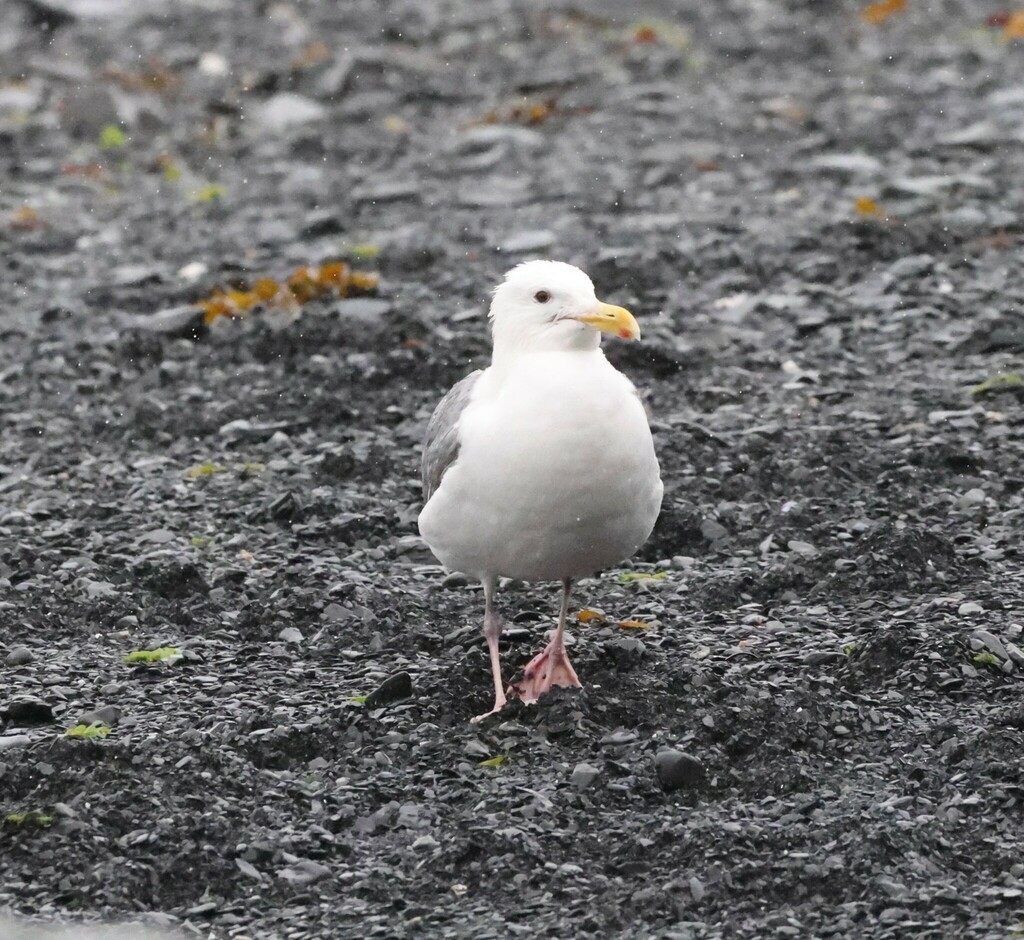 Glaucous-winged Gull - ML500660721