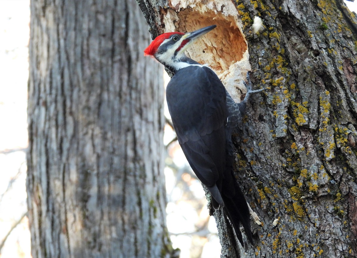 Pileated Woodpecker - ML500660911