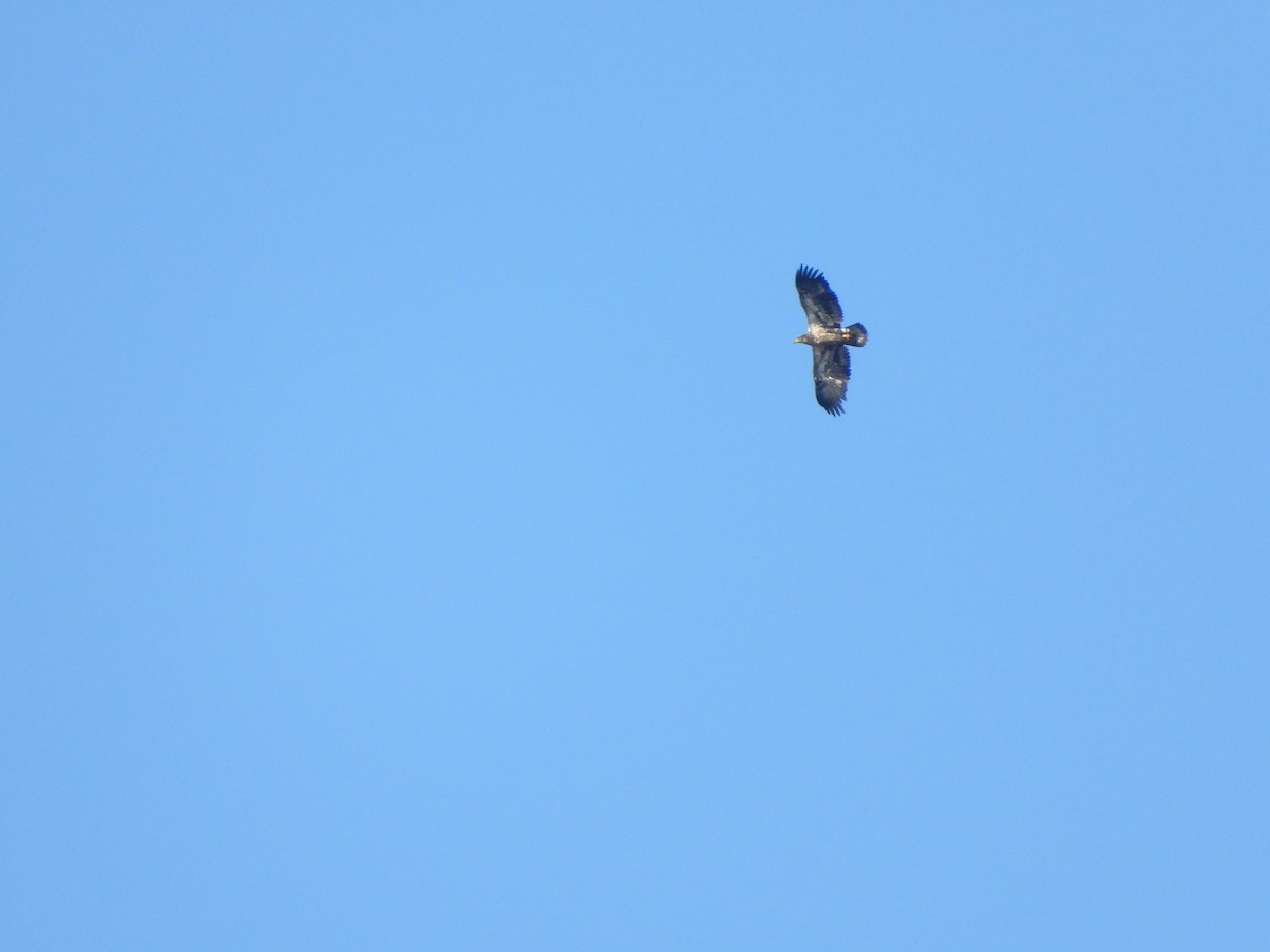 Bald Eagle - ML500661221