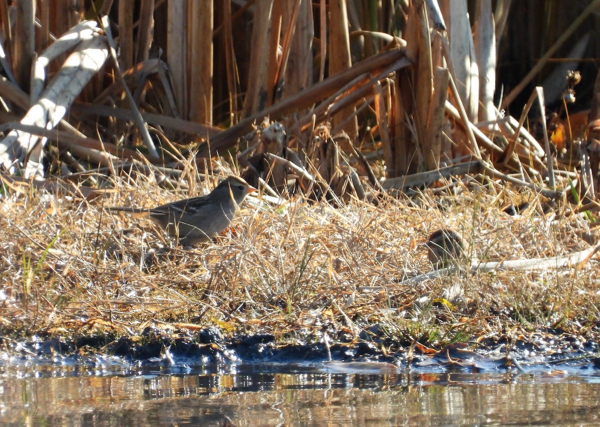 White-crowned Sparrow - ML500661521