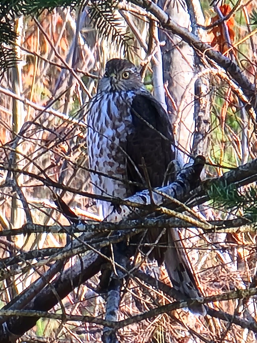 Sharp-shinned Hawk - ML500661611