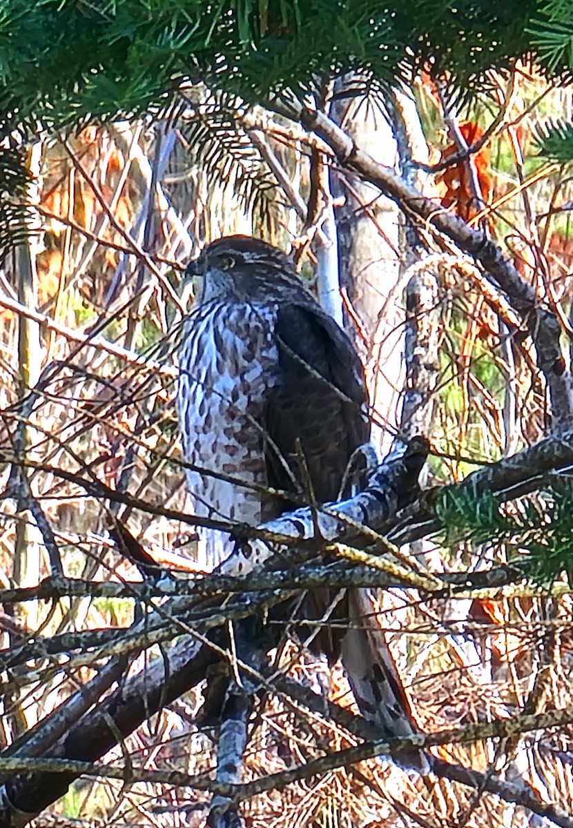 Sharp-shinned Hawk - ML500661631