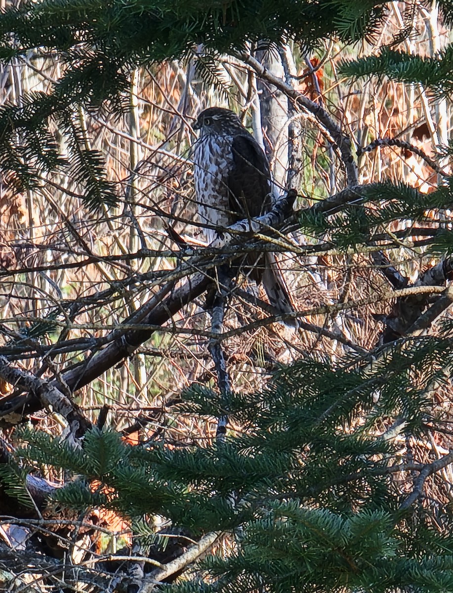 Sharp-shinned Hawk - Kathie Brown