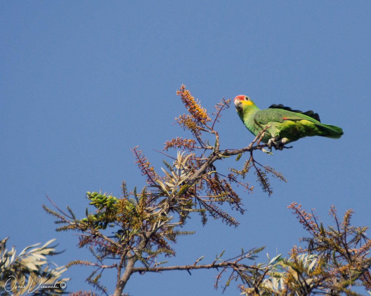 Red-lored Parrot - ML500661681