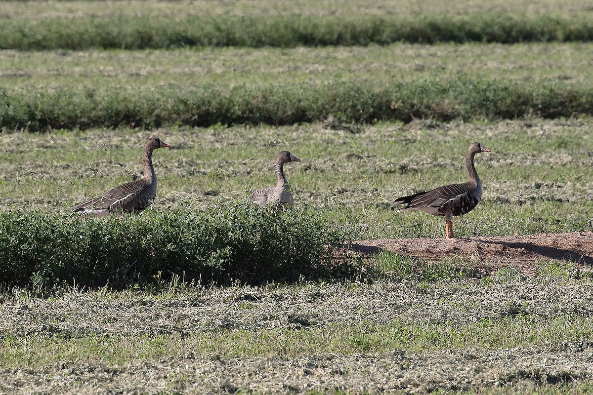 Greater White-fronted Goose - ML500661761