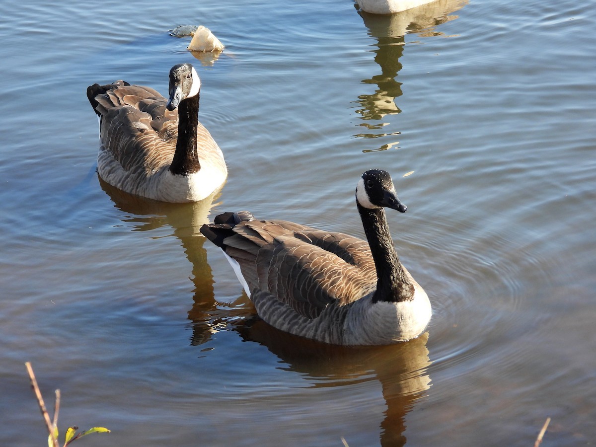 Canada Goose - ML500661871