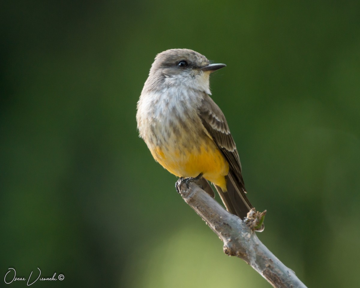 Vermilion Flycatcher - ML500662081