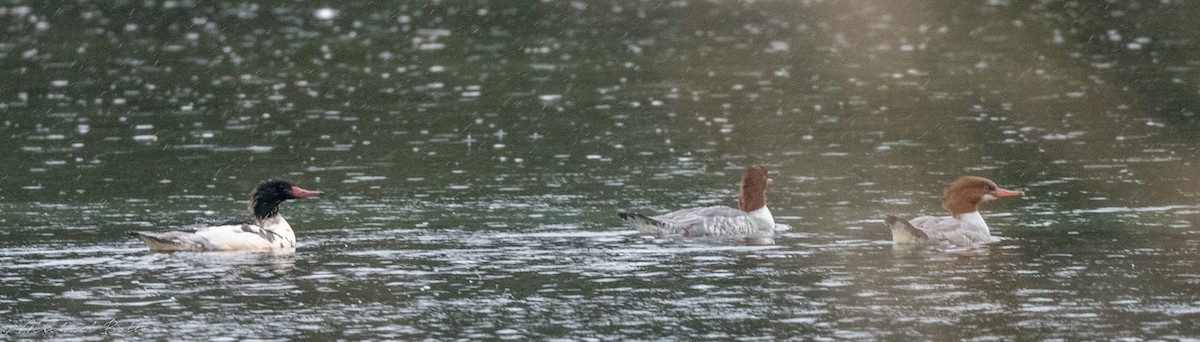 Common Merganser - ML500662381