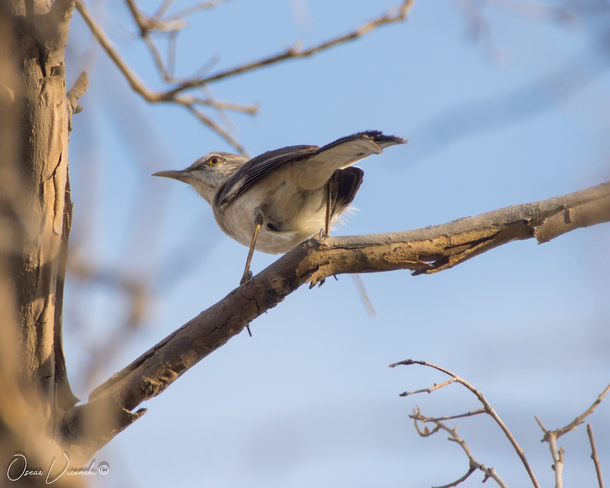 Northern Mockingbird - ML500662481