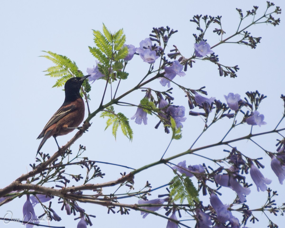 Orchard Oriole - ML500663131