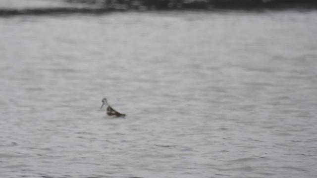 Red-necked Phalarope - ML500663331