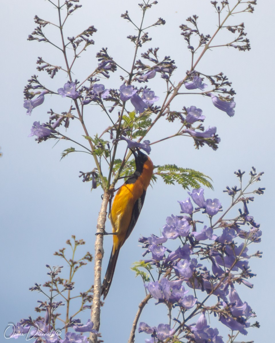 Hooded Oriole - ML500663421