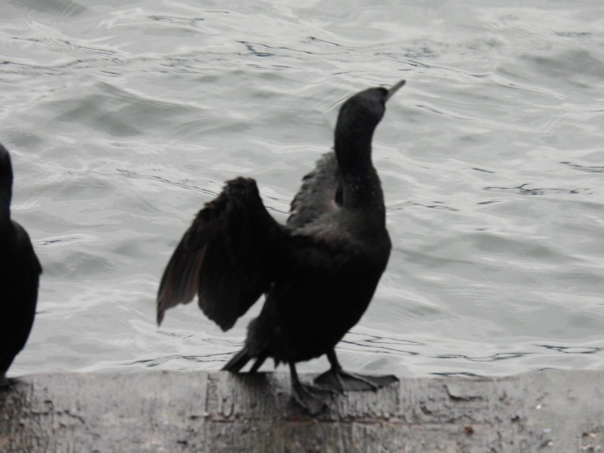 Pelagic Cormorant - ML500664031