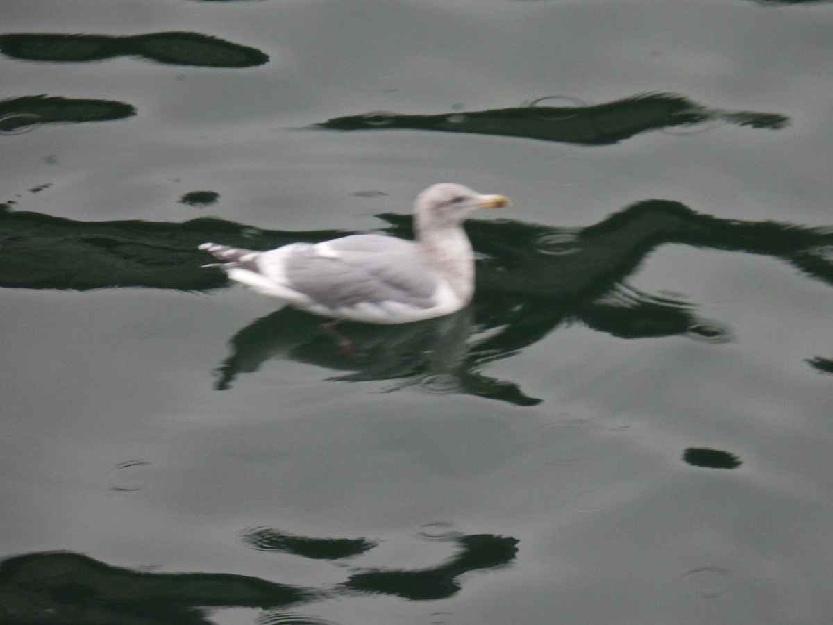 Glaucous-winged Gull - ML500664321