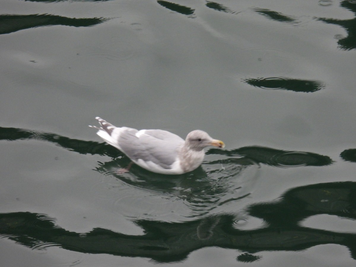 Glaucous-winged Gull - ML500664331