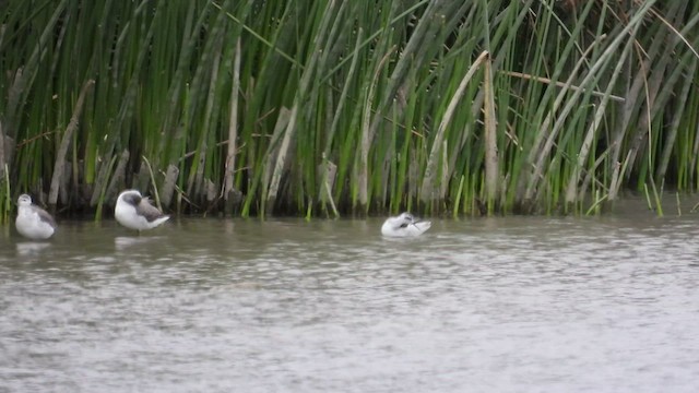 Red-necked Phalarope - ML500664891