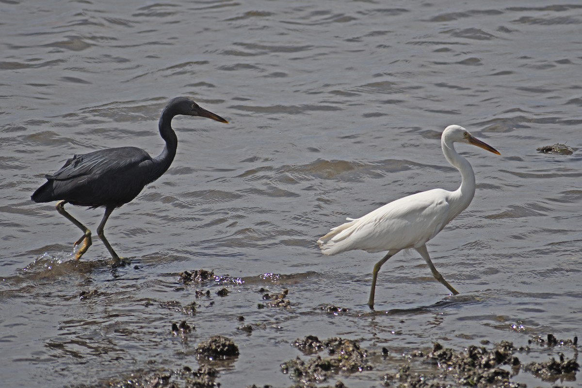 Pacific Reef-Heron - ML500666891