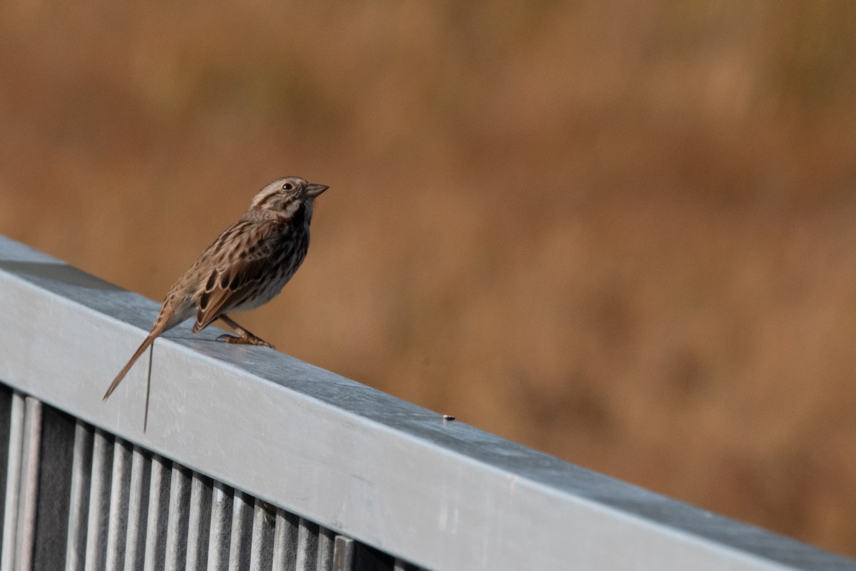 Song Sparrow - ML500667141