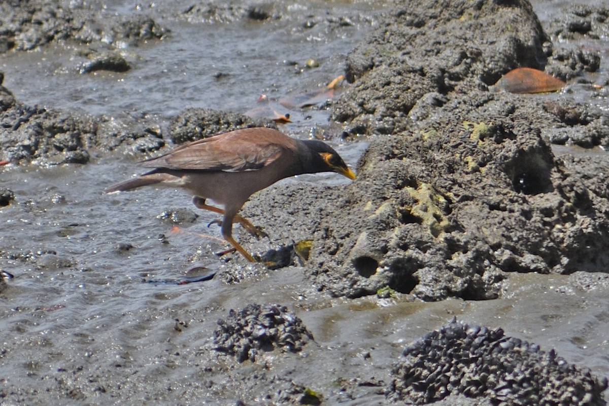 Common Myna - ML500667611