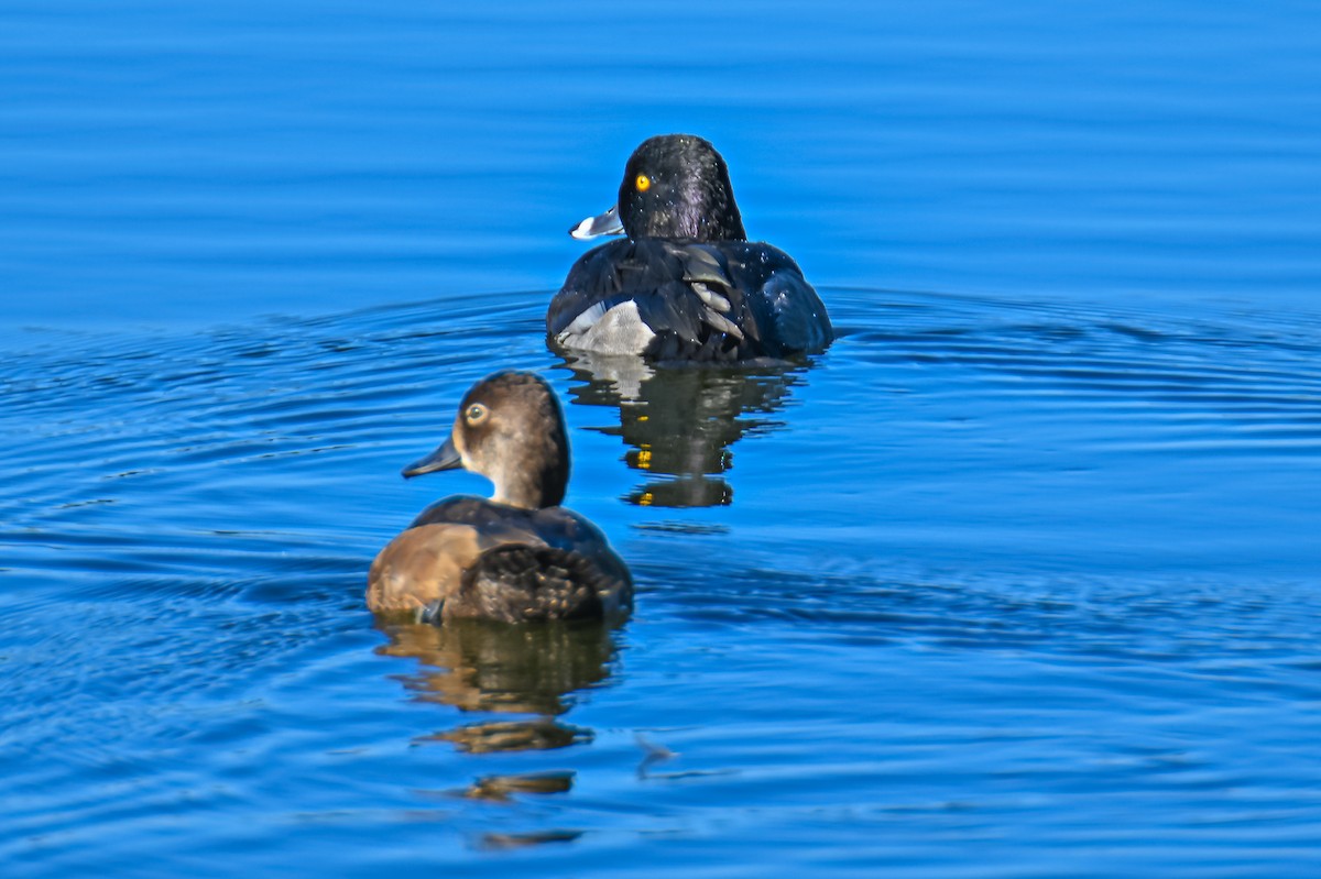 Ring-necked Duck - cassidy & patrick tewey