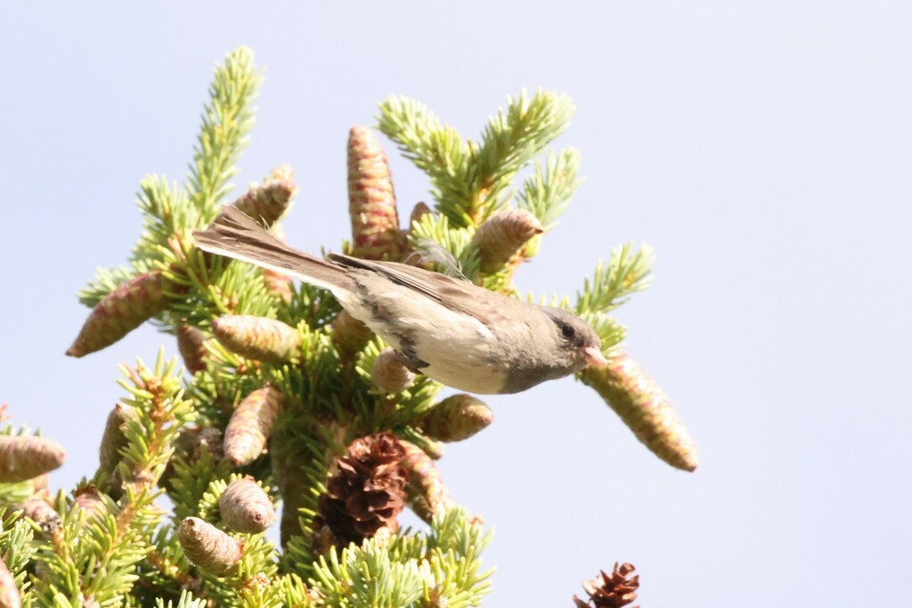 Dark-eyed Junco - ML500668691