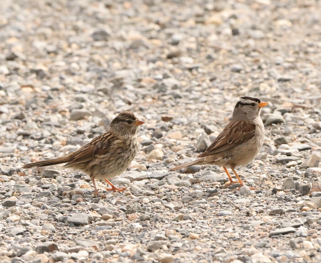 White-crowned Sparrow - ML500668741