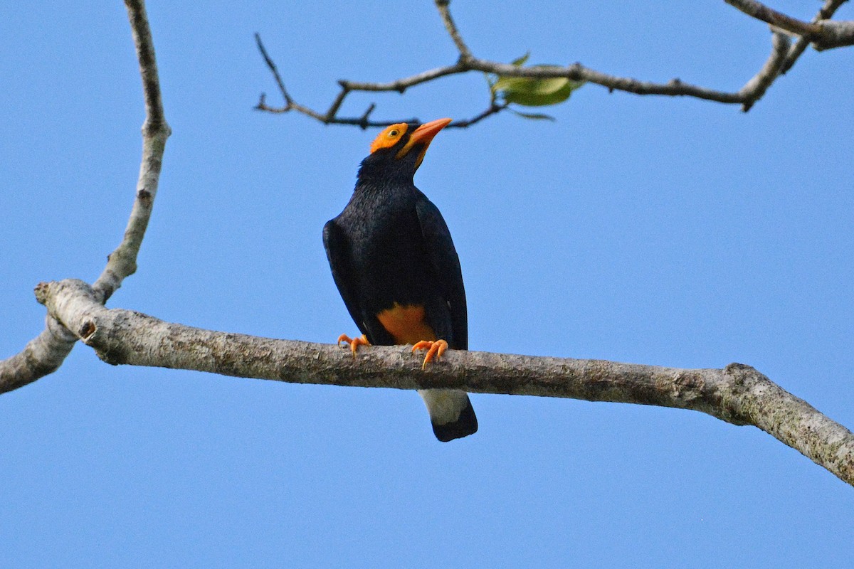 Yellow-faced Myna - Gerald Allen