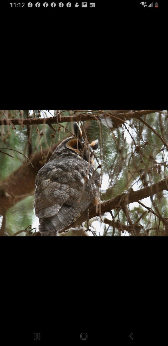 Long-eared Owl - ML500670101
