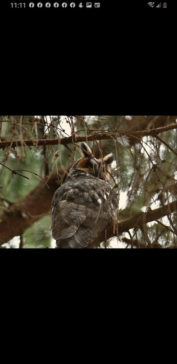 Long-eared Owl - ML500670111