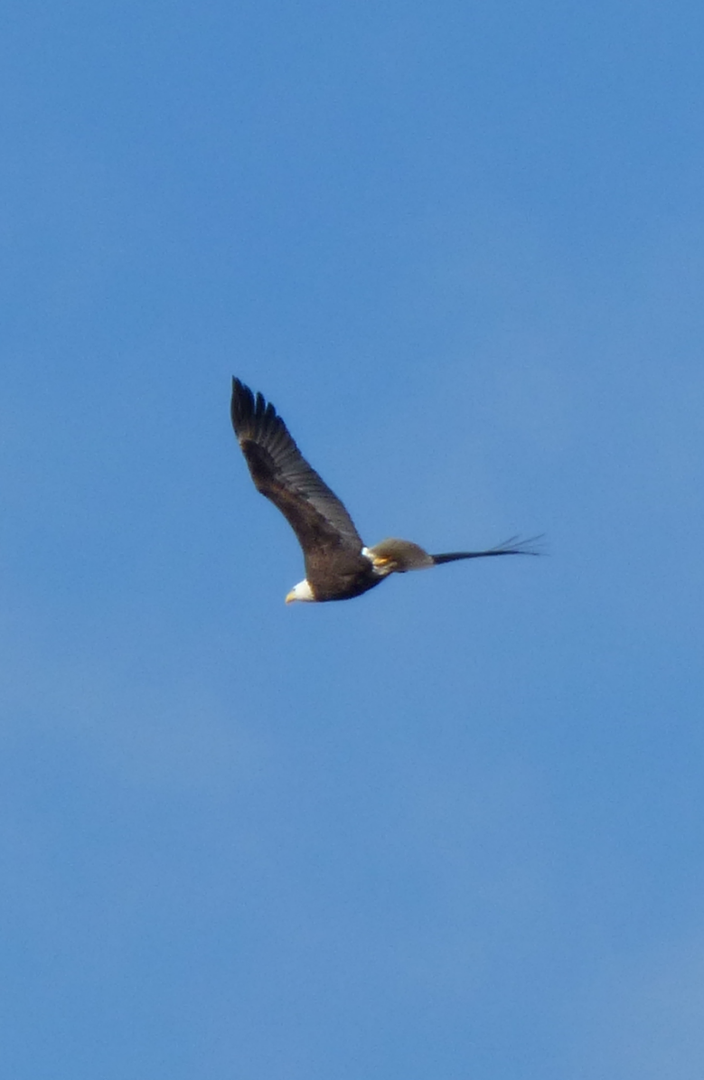 Weißkopf-Seeadler - ML50067091