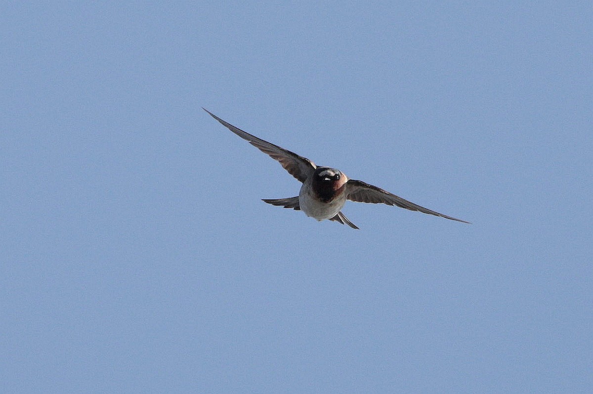 Cliff Swallow - ML500671061