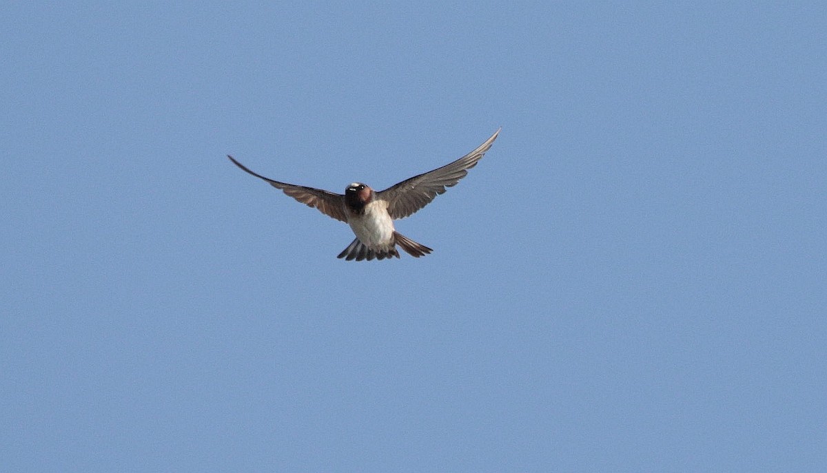 Cliff Swallow - ML500671091