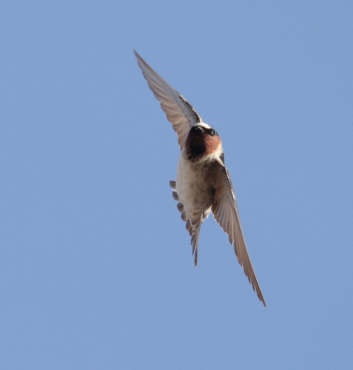 Cliff Swallow - ML500671111