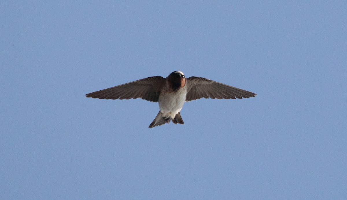 Cliff Swallow - ML500671121