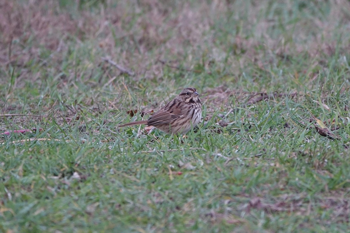 Song Sparrow - ML500671231