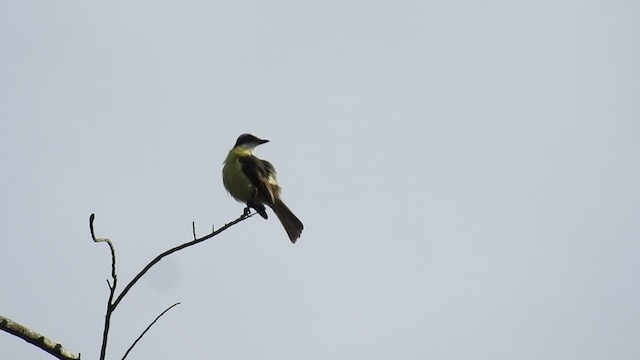 White-ringed Flycatcher - ML500671431