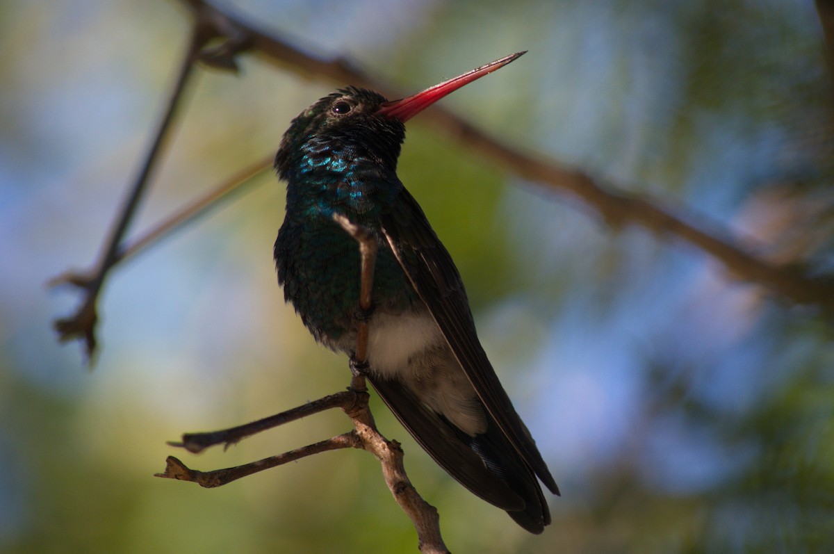 Broad-billed Hummingbird - ML500671671