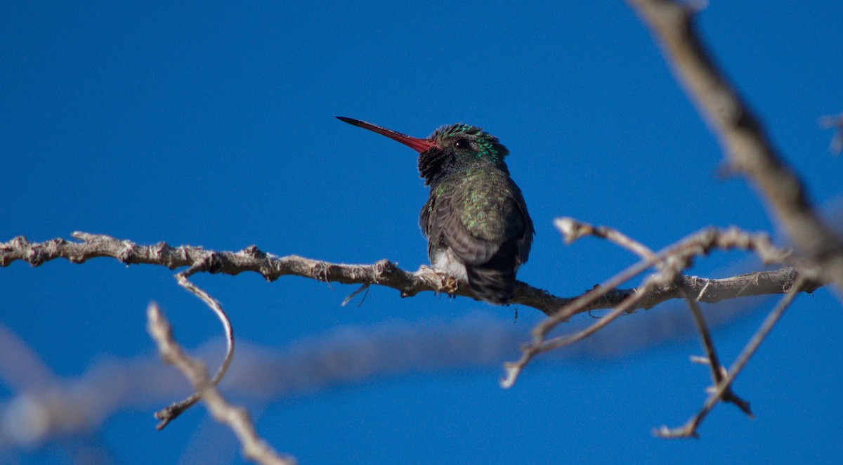 Broad-billed Hummingbird - Leslie Correia